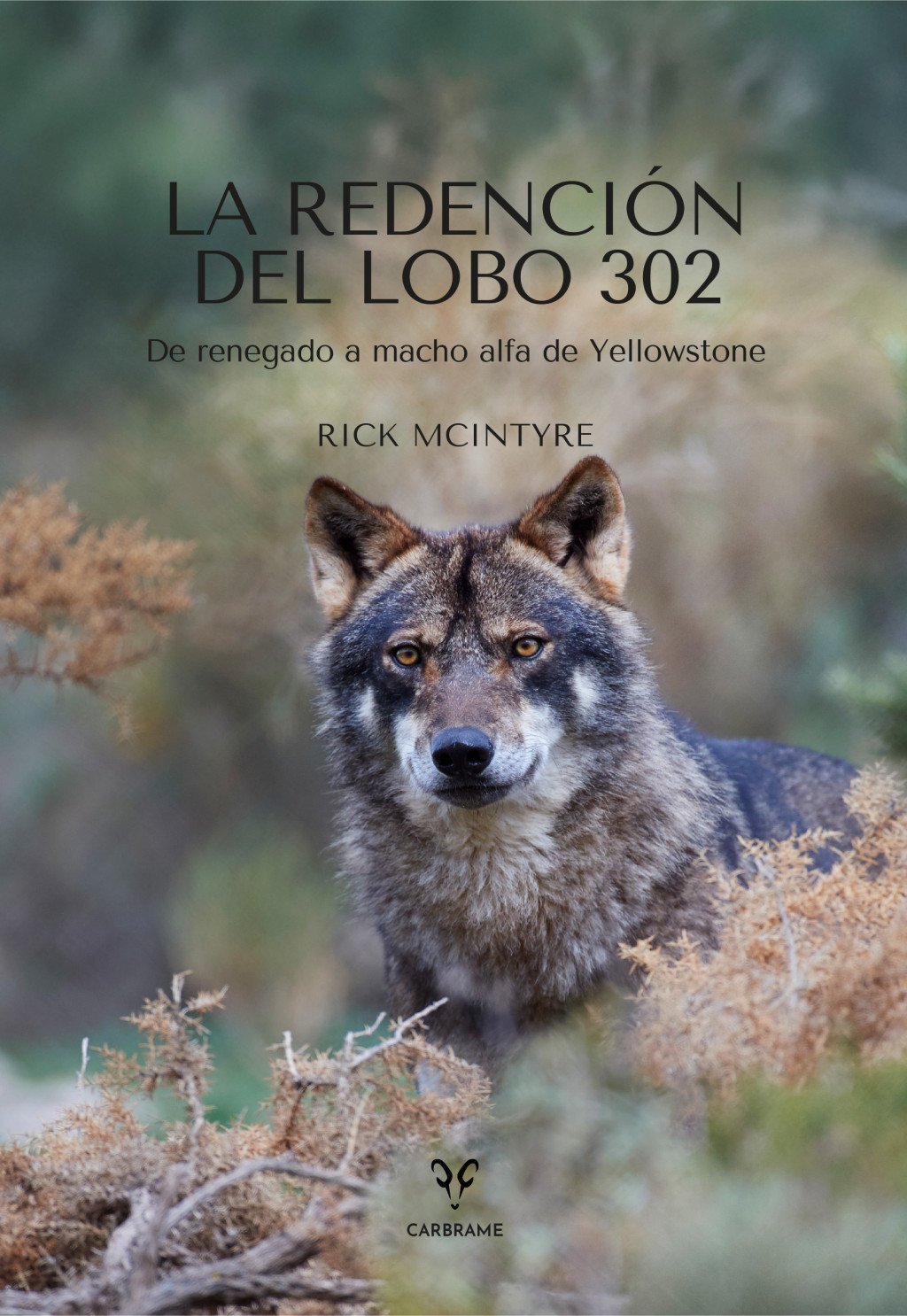 REDENCIÓN DEL LOBO 302. DE RENEGADO A MACHO ALFA DE YELLOWSTONE